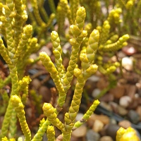 Hebe hectorii subsp. demissa